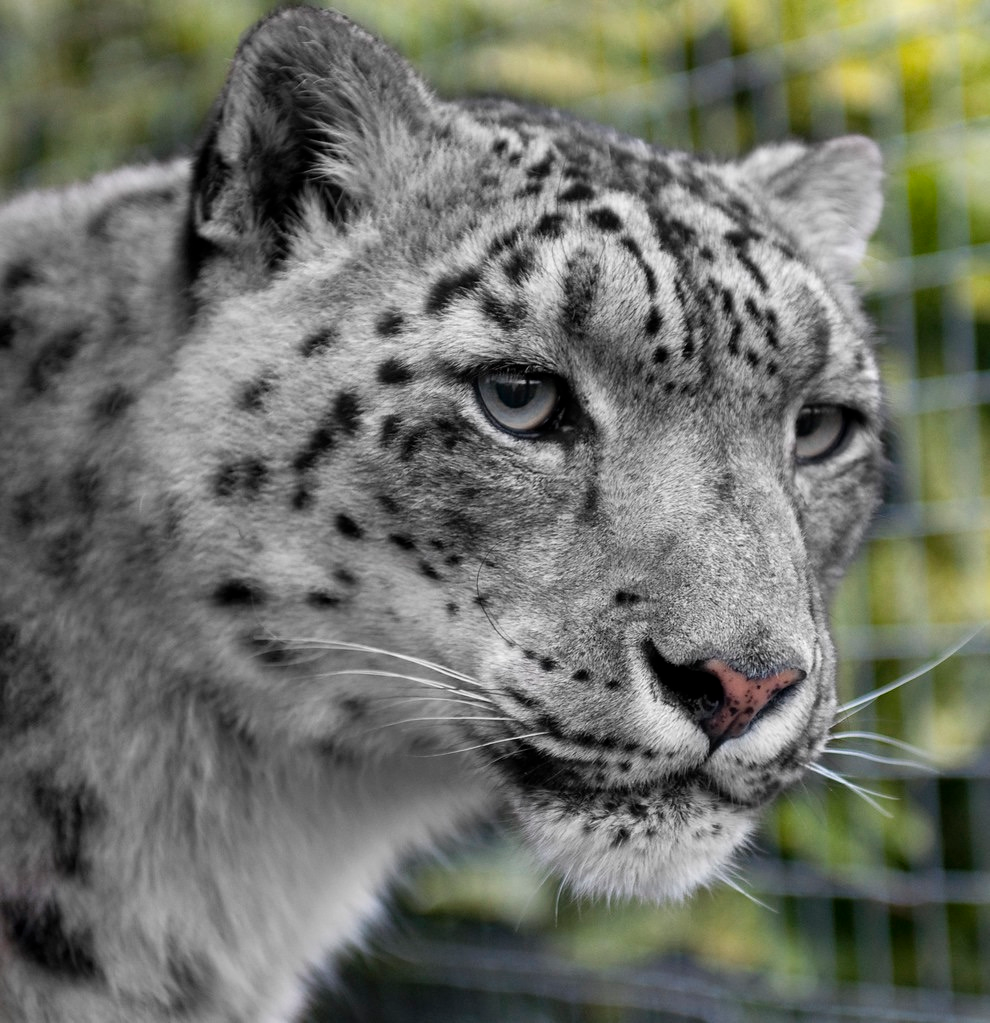 snow leopard