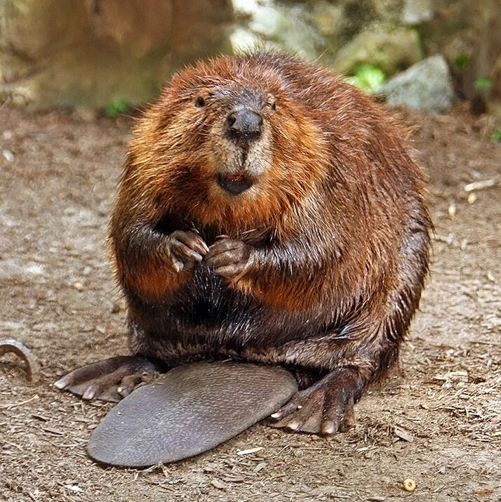 North American Beavers!